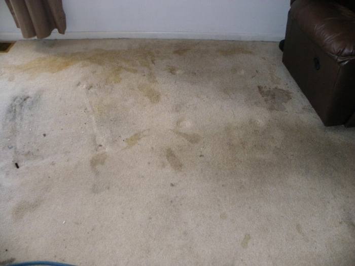 Carpet with pet stains before professional cleaning by M-M Cleaning Service in Bloomington IL